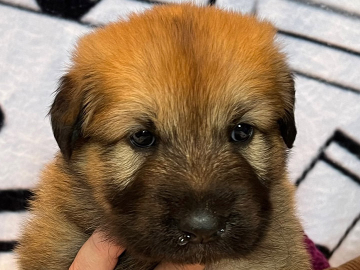 chinook puppy